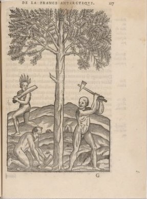 Natives Cutting Brazilwood